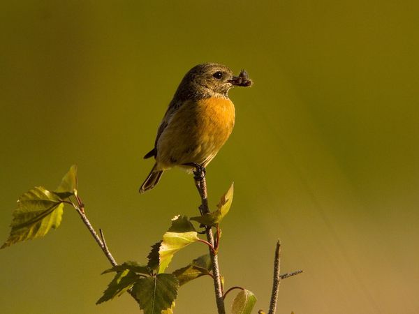 bird stonechat female.jpg