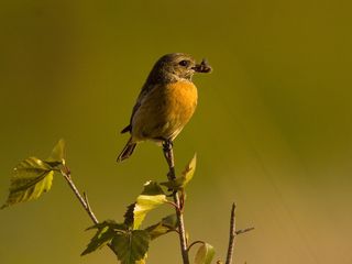 bird stonechat female.jpg