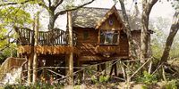The Tree House