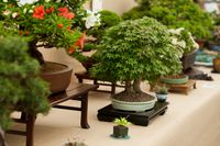 Bonsai Soc. Show cr RHS-Jessica Bernard.jpg
