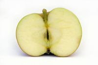 Botany-for-Gardeners-Flowers%2c-Fruits-and-Seeds.jpg