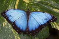 RHS-0009542