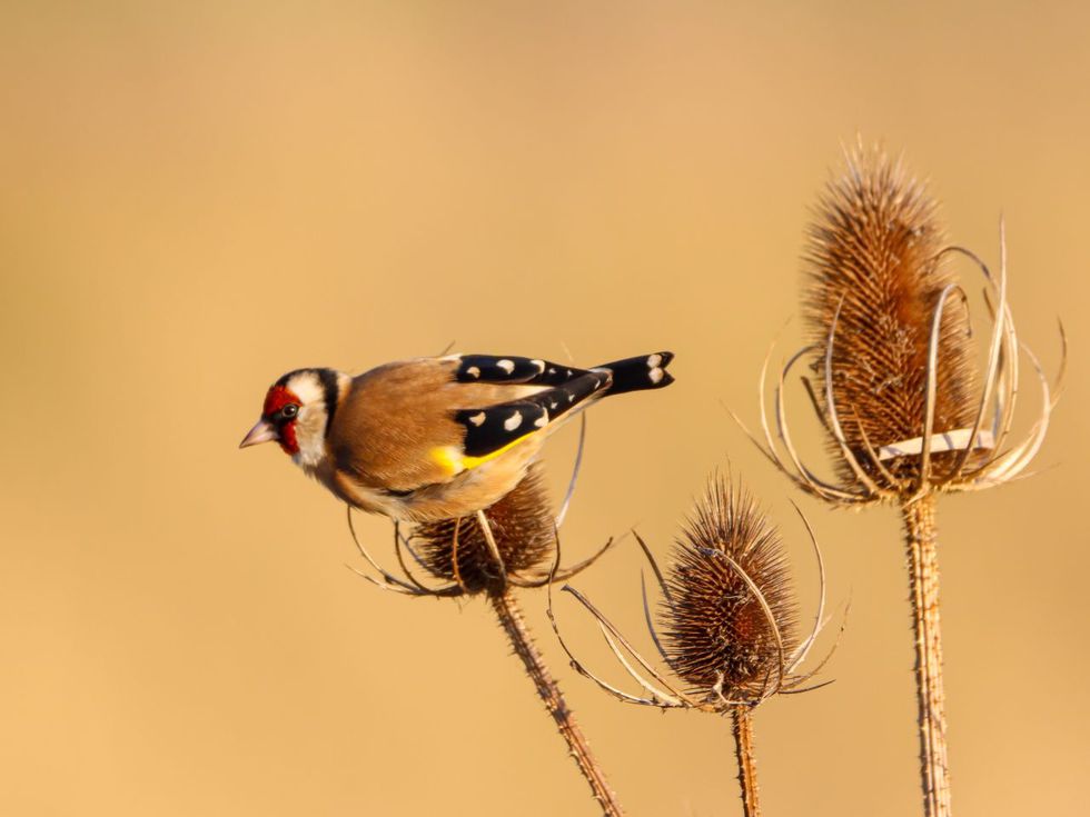 Common Bird Photogrpahy workshop_credit_Harry Rice.jpg