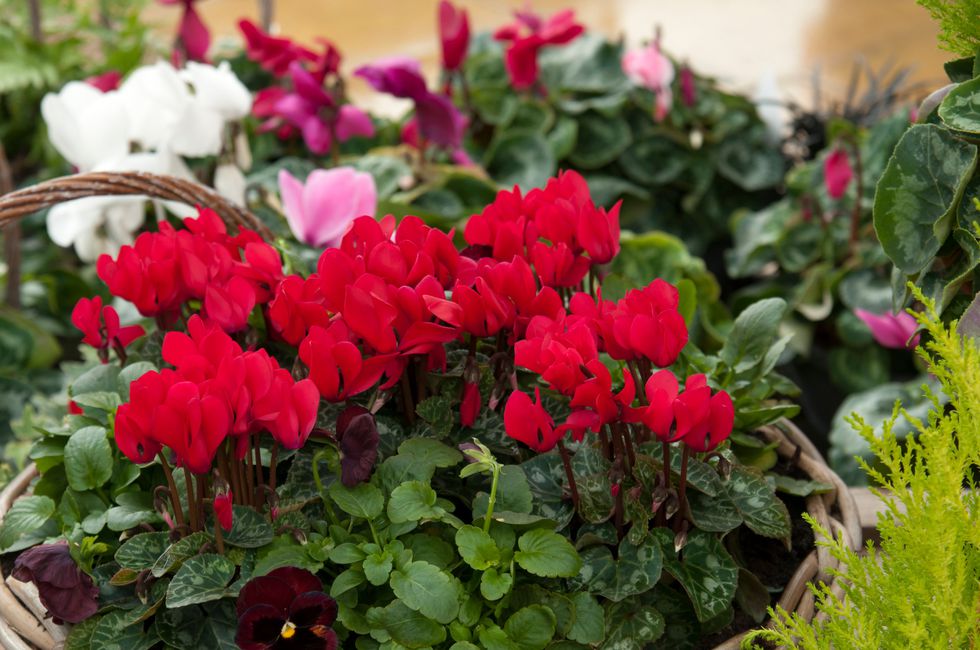 Cyclamen cr RHS-Tim Sandall.jpg