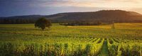 denbies wine estate copy.jpg