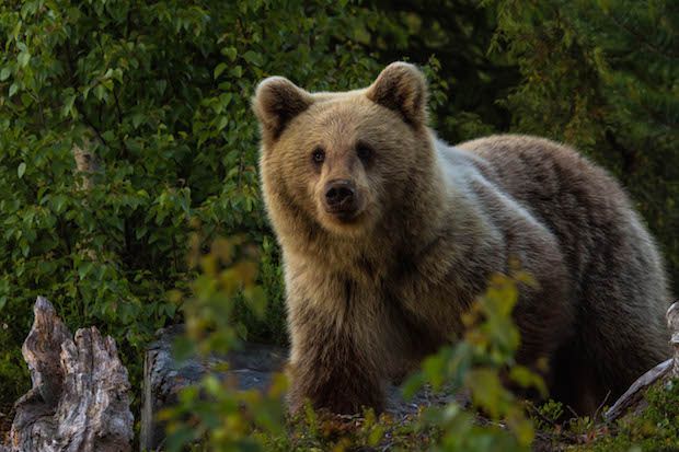 European brown bear copy.jpg