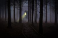 foggy-mist-forest-trees-42263 (1).jpeg