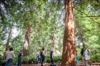 Forest bathing at Kew.jpg