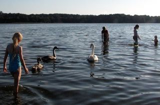 frensham swim.jpeg