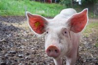 godstone-farm.jpg