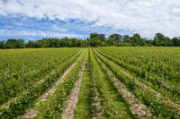 greyfriar-vineyard-surrey-wine.jpg
