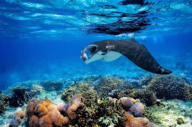 manta ray, yasawa islands, fiji copyweb.jpeg