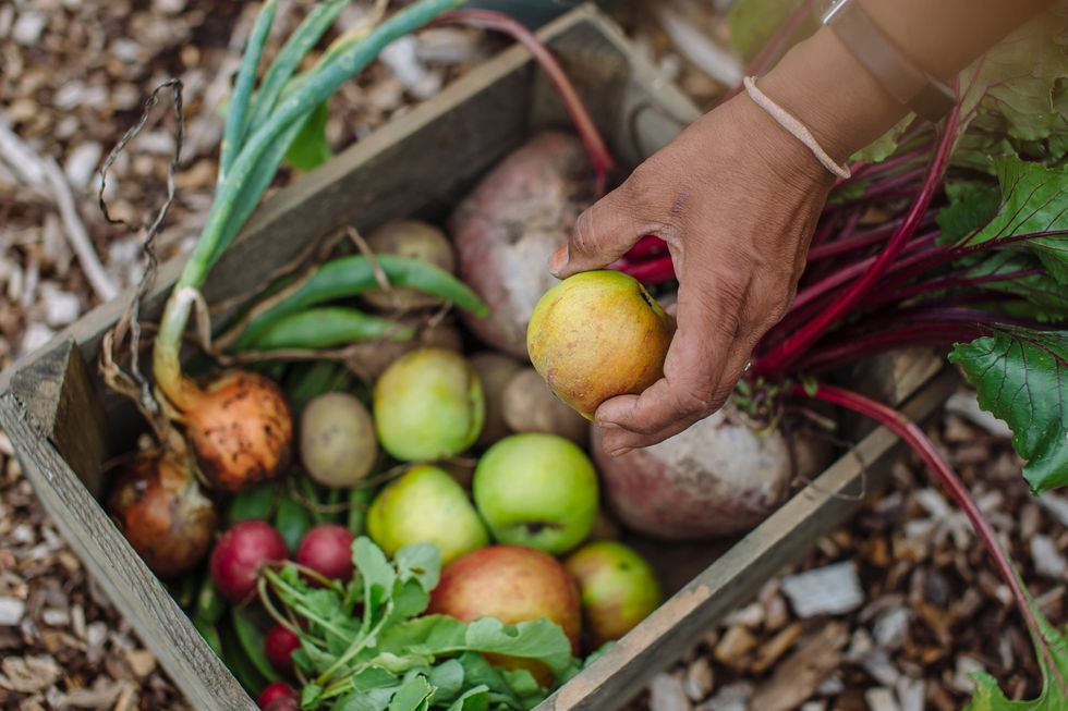 Plot to Plate cr RHS-Helen Yates.jpg