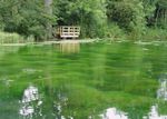 silent pool.jpeg