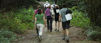 Walking-Main-image.jpg