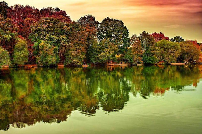 whitmoor common.jpg